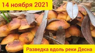 Грибы в ноябре в Киевской Черниговской области рыбалка на Десне 2021