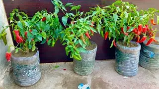 Tips for growing chili in plastic bottle | how to grow chilli at home