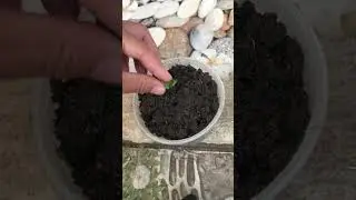 Fastest propagation of roses