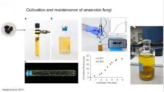 Xuefeng (Nick) Peng: From anaerobic fungi to marine fungi: ecology, diversity, and geochemistry
