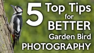 Top 5 tips for better garden bird photography