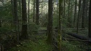 Forest woods View, 4K | Premium Video | Stock Video | Without watermark | Cinematic shot