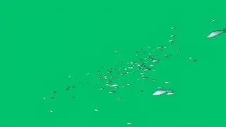 Fish green screen effect | Fish swimming animation green screen video