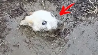 The dog was drowning in the swamp and howling for help. Just look who came to her rescue!