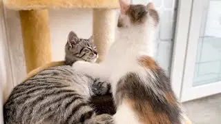 Funny Kitten Demands Attention from Sleepy Cat