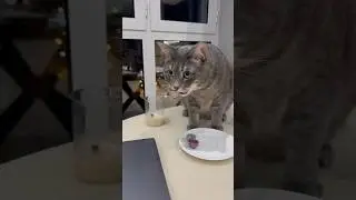 Для чего Семёну конфета? 😹😹 кот-вор 🤪 