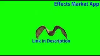 Bird Green Screen Video | Effects Market App