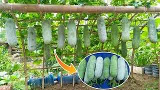 Very few people think that this way can grow so many winter melon