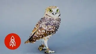 Hello Bright Eyes! Meet the Burrowing Owl