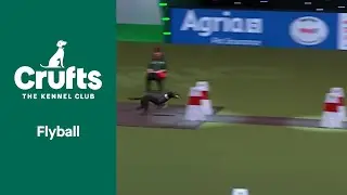 Flyball Team Quarter-Finals | Crufts 2022