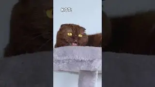 Норма еды для кота #питомцы #cat