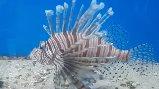 💫Встретила стаю золотых рыбок 🤪Желание загадала каждой золотой  🐟