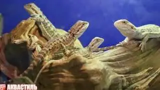 Ящерица Агама бородатая домашняя ящерица Pogona vitticeps. Террариумистика.