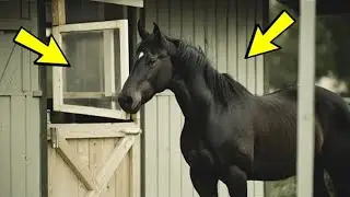 Nobody believed what this horse does at night! Haven't installed the camera yet!