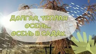 Долгая, теплая осень... Осень в Садах.