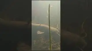 Underwater catfish released in natural habitat #nature #fishing #catfishing #underwater