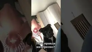 МИЛЫЙ ПЁС🤣🤣🤣 ЛУЧШИЕ ТИКТОК #shorts