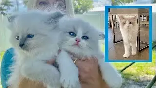 MY RAGDOLL KITTEN Family | CUTEST kitten video