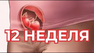 12 Неделя Беременности.   Беременность по Неделям  🤰