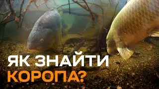 Як вибрати місце та знайти ідеальну точку для ловлі коропа?