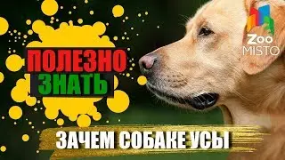 Полезно знать с ZooMISTO | Зачем собаке усы