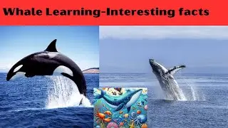 All About Whale |  Interesting Facts Learning For Kids