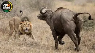WILD OKAVANGO | The Survival Struggles in Africa’s Last Paradise | Wild Animal documentary 