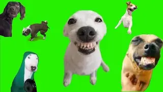 Green Screen Compilation Dog Meme Laughing