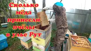 СКОЛЬКО МЁДА ПРИНЕСЛИ ПЧЁЛЫ БАКФАСТ В УЛЬЕ РУТА, СБОРКА В ЗИМУ НА МЁДУ.