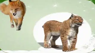 Түлкү менен сулөөсүн