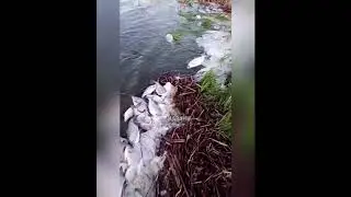 Массовая смерть рыбы на Меше в Татарстане