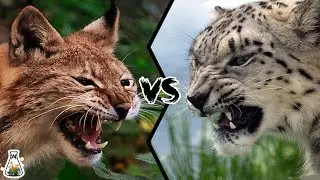 LYNX VS SNOW LEOPARD - Who will win this battle?