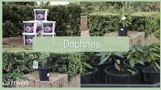 Daphne Varieties & How to Care For Them | The Greenery Garden & Home