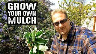 4 Easy To Grow Plants That Make Excellent Surface Mulch For Your Garden