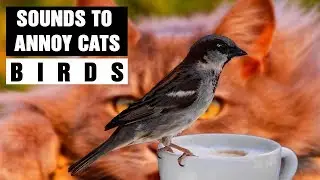 SOUNDS TO ANNOY CATS | Birds | Make your Cat Go Crazy! HD