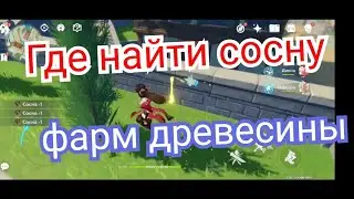 Где найти сосну бесконечный фарм древесины Genshin impact