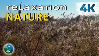 BEAUTIFUL NATURE with Music for Relaxation | Morning on the Meadow and Grasses in the Rose