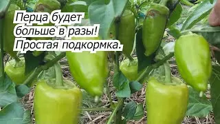 Подкормка сладкого перца, от которой урожая будет ну просто завались!