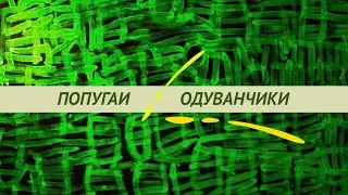 Одуванчики для попугаев и попугайчиков, цветы, листья, семена, корешки. Где собирать, как давать.