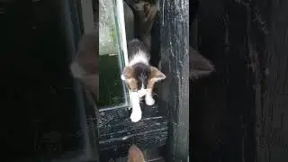 dijual laku berapa ya