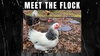 Meet The Flock of Chickens