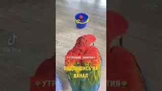 ПОПУГАЙ ИГРАЕТ С МЯЧИКАМИ