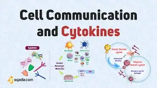 Cell Communication and Cytokines | Basic Immunology Introduction