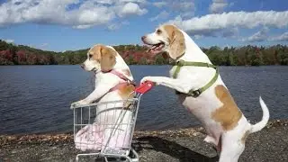 Dogs' Epic Shopping Cart Voyage: Funny Dogs Maymo & Penny