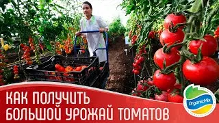 Органические удобрения для томатов | Подкормка томатов | Томат сорт Корнабель