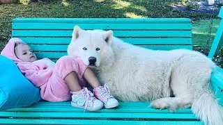 Husky Guards Her Baby Girl #husky