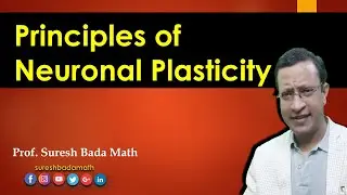 Principles of Neuronal Plasticity (Neural Plasticity)