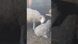 Ты молодой пацан купил себе баран
