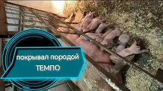 Ждал 🕵️ и проспал🥴 опорос долгожданных поросят породы 