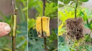 How To Extract Rose Branches From Banana Simple And Creative For Beginner